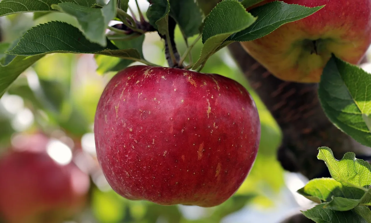 apple, red, red apple, apple plantation, yummy, fruit, vitamins, fresh, nature, healthy, ripe, pome fruit family, apple trees, orchards, trees, fruit trees, fall, harvest, harvested, apple, apple, apple, apple, apple. Appalachian apple butter economics, from orchard prices to co-op margins