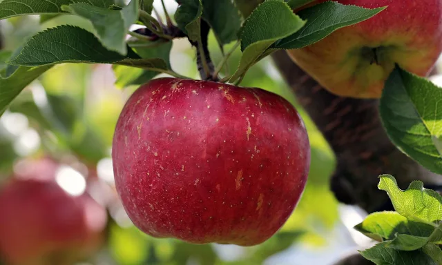 apple, red, red apple, apple plantation, yummy, fruit, vitamins, fresh, nature, healthy, ripe, pome fruit family, apple trees, orchards, trees, fruit trees, fall, harvest, harvested, apple, apple, apple, apple, apple. Appalachian apple butter economics, from orchard prices to co-op margins