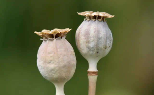 poppy, poppy seed capsule, seed pods, opium poppy, papaver somniferum, medicinal plant, morphine, alkaloids, capsule fruit, pericarp, fruit stand, poppies, seed pod. Testing a heritage claim on a pantry label: what federal variety protection covers