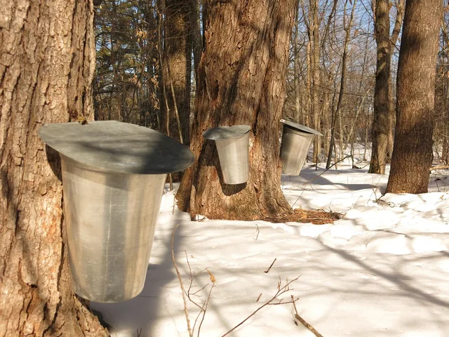 maple, maple syrup, nature, bucket, sweet, sap, winter, tree, fresh, delicious, breakfast, homemade, tasty, snow, brown snow, brown breakfast. State Food Specialties Tasting: A Maple Syrup Method