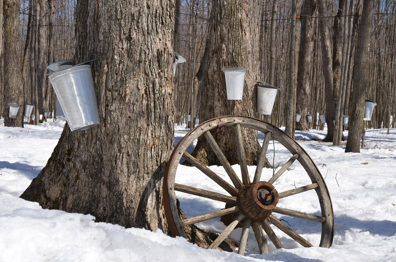 maple syrup, tree, maple, syrup, sap, sugar, spring, bucket, nature, forest, collect, maple tree, tap, traditional, production, snow, season, canada, shack, metal, gather, pail, tapping, sweet, food, brown snow, brown metal, maple syrup, maple syrup, maple syrup, maple syrup, maple syrup. State food specialties status ranges from symbolic to strictly regulated