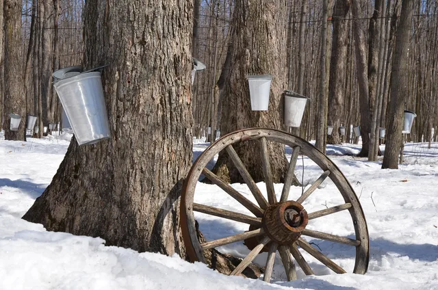 maple syrup, tree, maple, syrup, sap, sugar, spring, bucket, nature, forest, collect, maple tree, tap, traditional, production, snow, season, canada, shack, metal, gather, pail, tapping, sweet, food, brown snow, brown metal, maple syrup, maple syrup, maple syrup, maple syrup, maple syrup. State food specialties status ranges from symbolic to strictly regulated