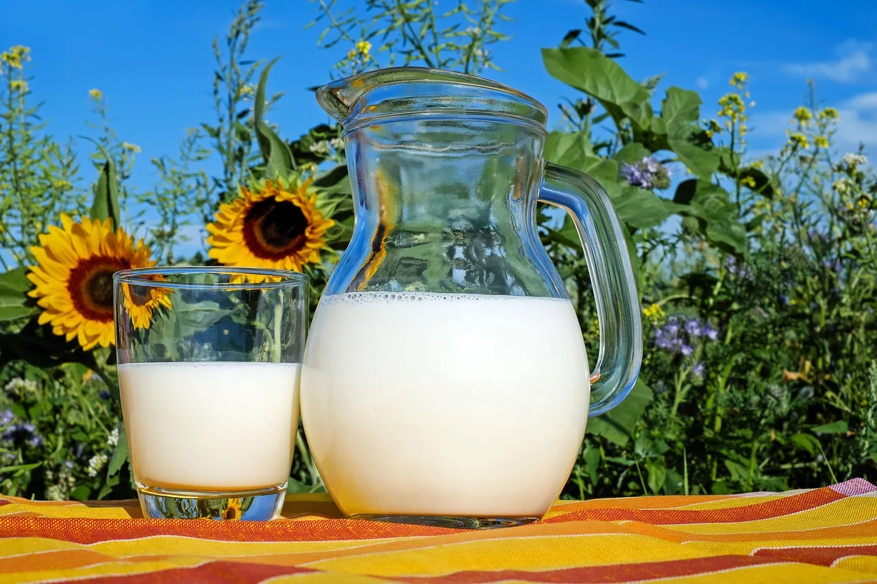 milk, glass, pitcher, fresh, fresh milk, drink, beverage, dairy, dairy products, glass pitcher, healthy, delicious, vitamins, liquid, cow's milk, protein, nutrition, milk, milk, milk, milk, milk. Wisconsin dairy supply chain: routes, margins and handling